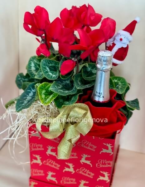 Scatola Natalizia Brindisi