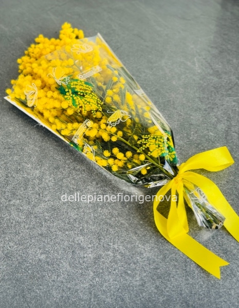 Fascio di mimosa